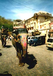 Elefante en las calles de Jaipur